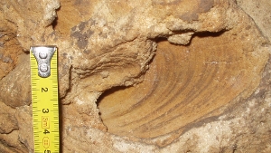 inoceramus labiatus - kreidesandstein leitfossil